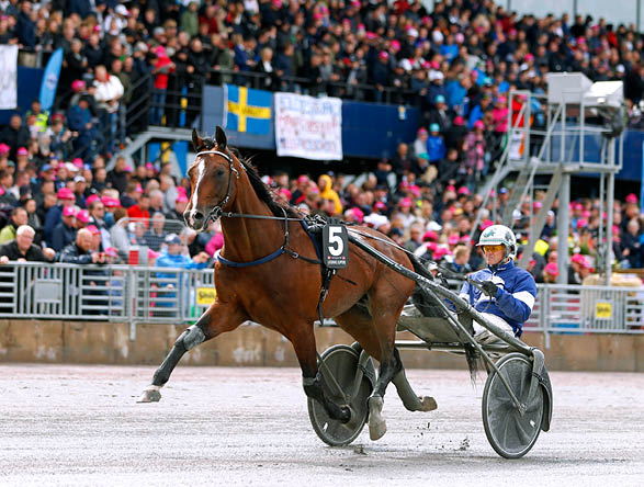 Foto: Maria Holm n/TR Bild. Solvalla 20190526. Elitloppet F rs k 1. Looking Superb med  ke Svanstedt