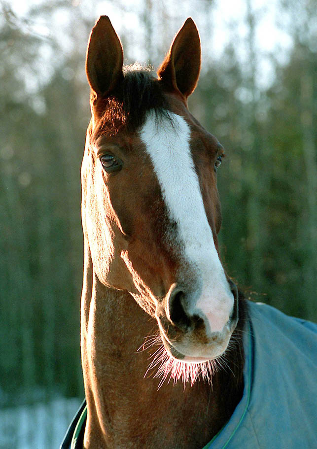 huvudbild utan grimma i hage. fotograf: referens:950036-3 place:alby