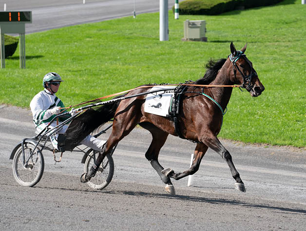 Ariana G. Jimmy Takter VM loppet p Yonkers