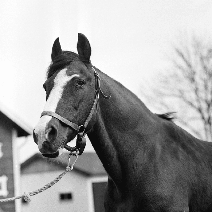 foto:einar andersson,pr. fotograf: referens:b387-8 gamla arkivet place:menhammar